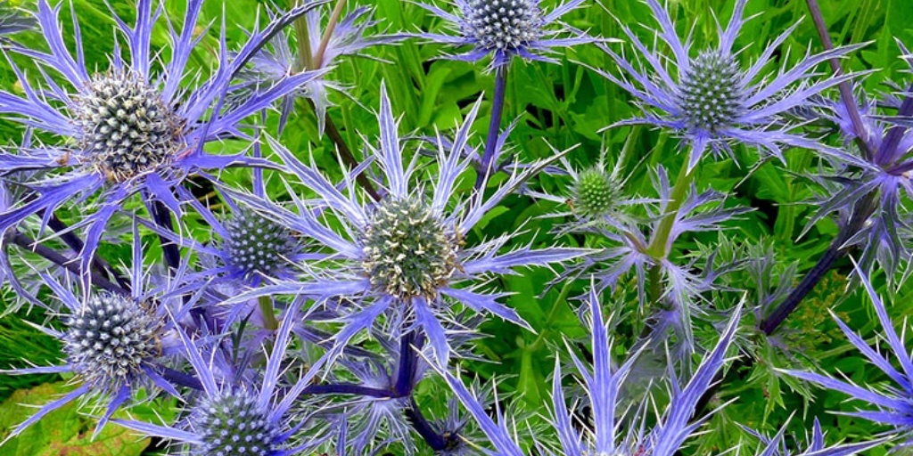 Hoo House Nursery Eryngium 'Pen Blue'